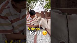 Vrinda Ruth gayi sabse🙂 #talkingcow #cowsblike