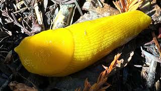 Walk & Talk - Banana Slug Hunting by Karen Adamski 138 views 5 months ago 17 minutes