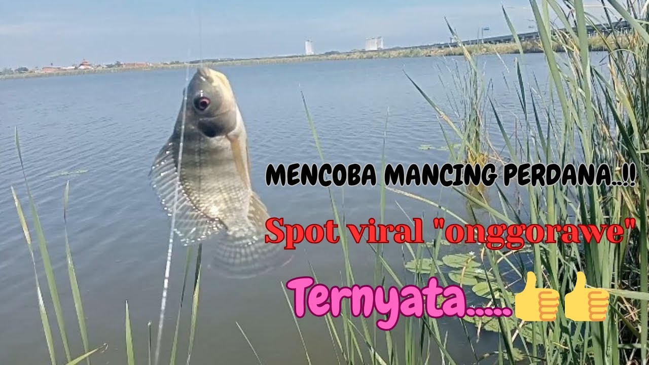 MENCOBA SPOT MANCING VIRAL "ONGGORAWE" DEMAK..TERNYATA..??