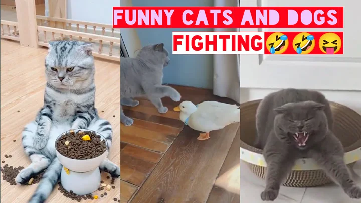 Video 11673051: cat dog funny compilation, cat funny animals compilation, laugh funny cats compilation
