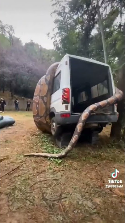 big ass snake around this van