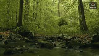 Keep It Calm - relaxing sound with birds singing your companion for a good night sleep
