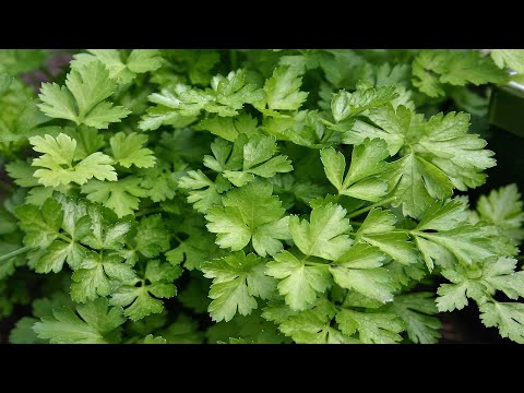 Video: Cultivo De Pepinos Y Tomates Tempranos En El Alféizar De La Ventana