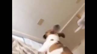 Собака смешно прыгает