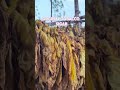 ORGINAL TOBACCO SIGAR #tobacco#shotsvideo #newvideo #virelshorts
