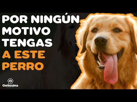 Video: 13 cosas a considerar antes de comprar un Golden Retriever