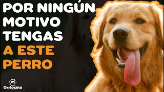 GOLDEN RETRIEVER: 7 RAZONES PARA NO TENERLO GOLDEN RETRIEVER: 7 RAZONES PARA NO TENERLO