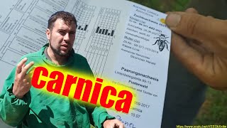 Подсадка матки в отводок, интересные моменты. Новый материал carnica для пасеки на 2022 год