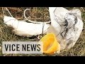 Return to the MH17 Crash Site: Russian Roulette (Dispatch 87)