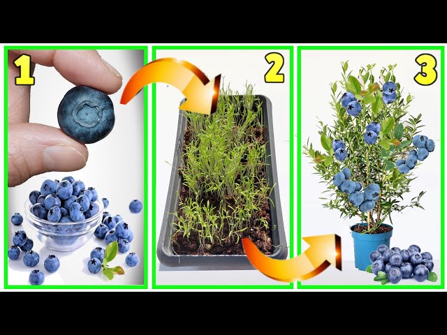 SUPER TRICK, GROW BLUEBERRIES IN 7 DAYS from the seeds of the fruit at no cost how to grow BLUEBERRY class=