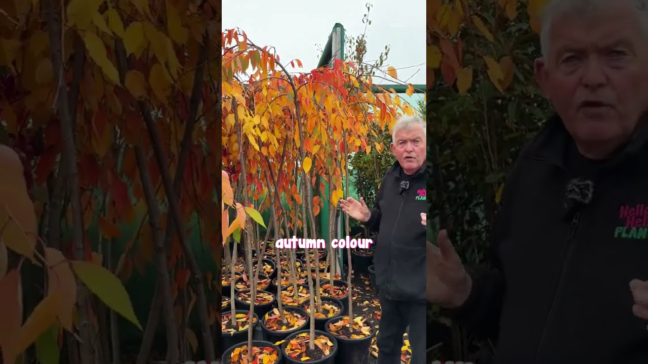 Check out Weeping Cherry Tree adorned with autumn hues!🍂