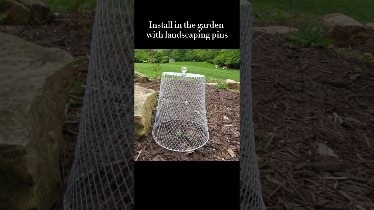 Garden Cloche Dollar Store DIY, How to Keep Pests Away from Young