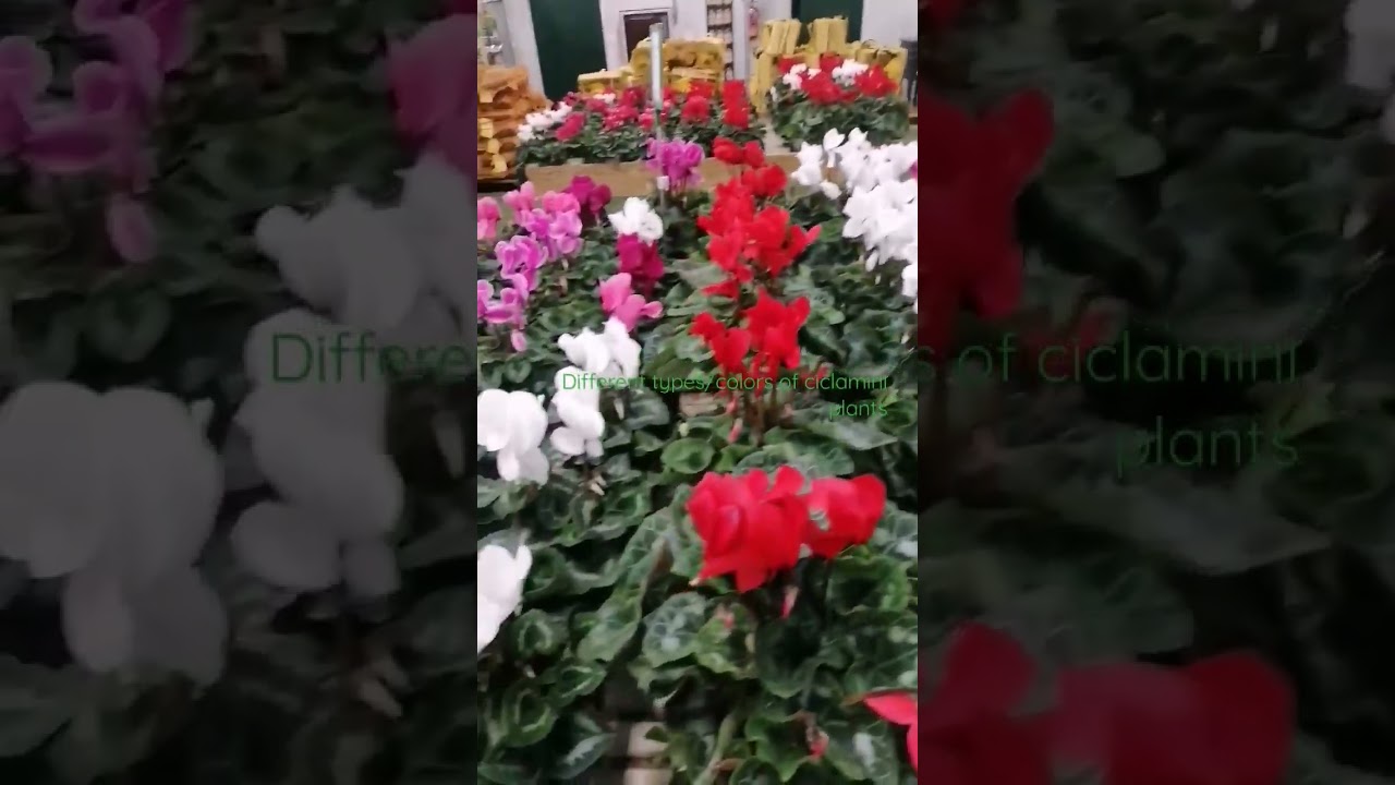 Different types/colors of Cyclamen orCiclamini plants for the season