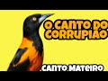 O Canto do Corrupião - Canto Mateiro