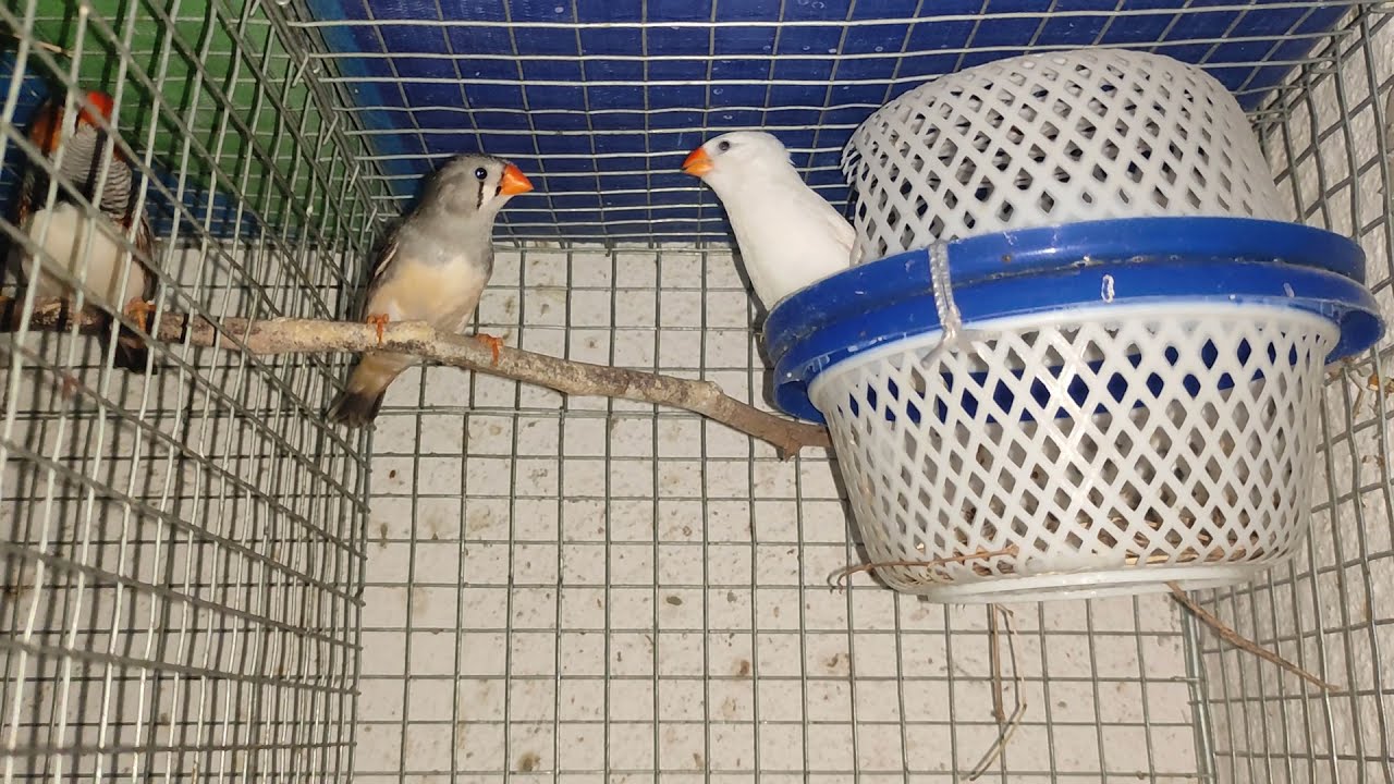 Zebra Finch Mating Moment 😍💖 ️💗 YouTube