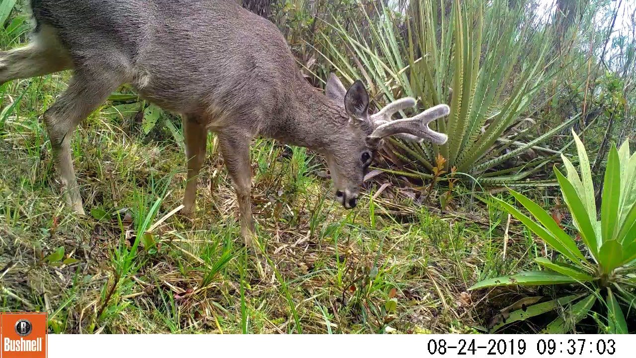 Venado cola blanca (Odocoileus goudotii)