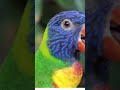 PAPAGAIO - papagaio engraçado #shorts