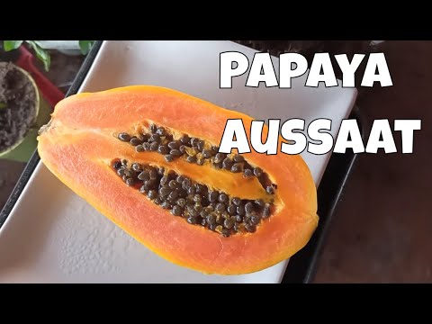 Papaya aus Kernen ziehen: So keimen die Samen in 2–3 Wochen