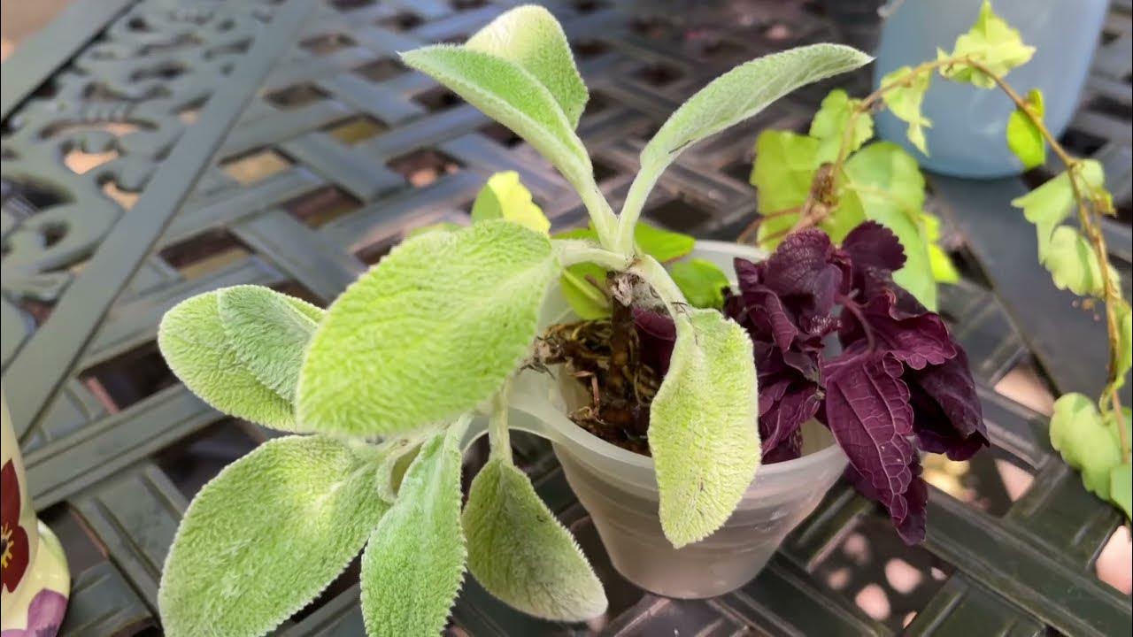 У нас новинки цветов - Стахис (бараньи ушки или бараний язык ...