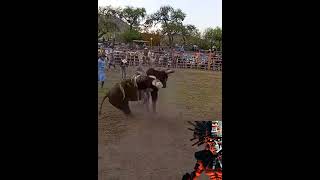 #charro #cowboys #jaripeo #rodeo #mexico #usa #india #argentina #toros #suerte #deportes #shorts #1k
