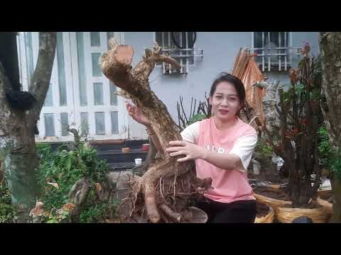 Video giao lưu Hoa Giấy Cao Bồi,Vạn Hoa Lầu( tím quế) Mai... - youtube