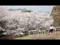 風頭公園の桜