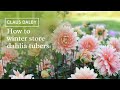 How to store dahlia tubers