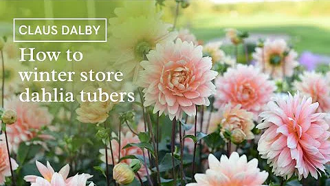 How to store dahlia tubers