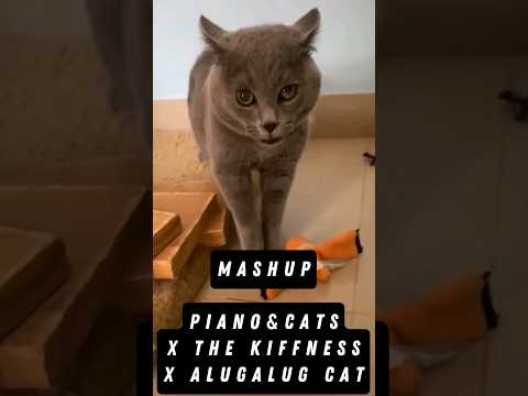 Alugalug Cat Piano & Cats version  #thekiffness #pianocover #pianomusic #catsofyoutube #catshorts