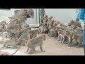 Watch the fight between humans and two groups of monkeys