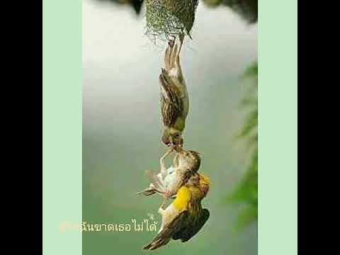 ชีวิตฉันขาดเธอไม่ได้ จินตหรา พูนลาภ
