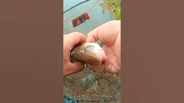 Вот так клюет подлещик!