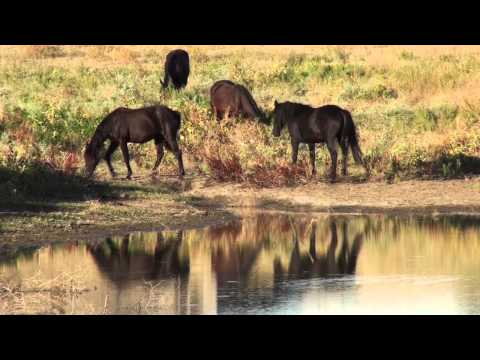 Gabriela | Spanish Mustang Spirit of the Black Hil...