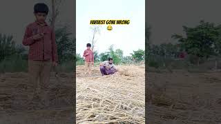 Wheat Harvest Gone Wrong 😅🌧️ #FarmerLife #WheatHarvest #FunnyShorts #DesiComedy #VillageLife #Farmer