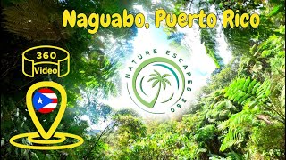 Hidden Wonders Unveiled: Discovering the Naguabo Infinity Pool | 360° Rainforest Journey Pt.1 Infinity Pool Naguabo Part One