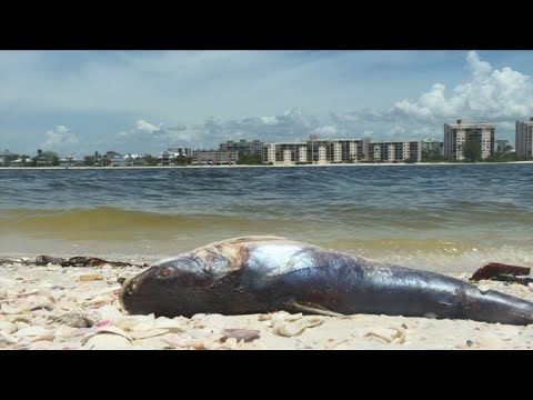 Vidéo: J'ai Rencontré Deux Poissons Géants Dans La Baie De Cornaline En Crimée, Koktebel - Vue Alternative