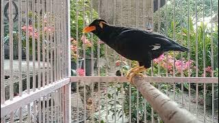 Download lagu masteran burung beo suara alam,durasi panjang,pancingan buat beo macet bunyi 100%nyaut