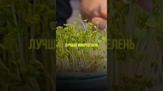 Лучшая микрозелень #нутрициолог #нутрициология #натуропатия #похудение #микрозелень #руккола