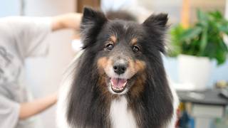 Elegant, Fluffy, and Impossible Not to Love 🐶🛁✂️ Shetland Sheepdog Grooming