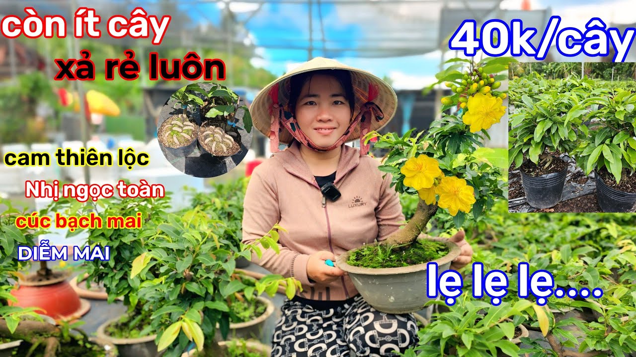 🌲28/2☎️Vườn mai Chị Hạnh☎️thanh lý gấp 🌲còn vài chục cây🌲xả giá vốn🌲40k/cây🌲quá rẻ 