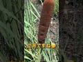 野生のフランクフルト✨
