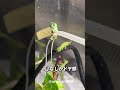 エボシカメレオンの赤ちゃん よくお飲み...