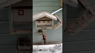 Red Squirrel Scampers Up Ladder to Feast at Wild Animal Feeding Station