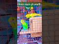 🌹বিপদে পড়লে এই দোয়াটি পড়ুন 🤲#shorts #dua #islamicwa #budgiegar #birdslover