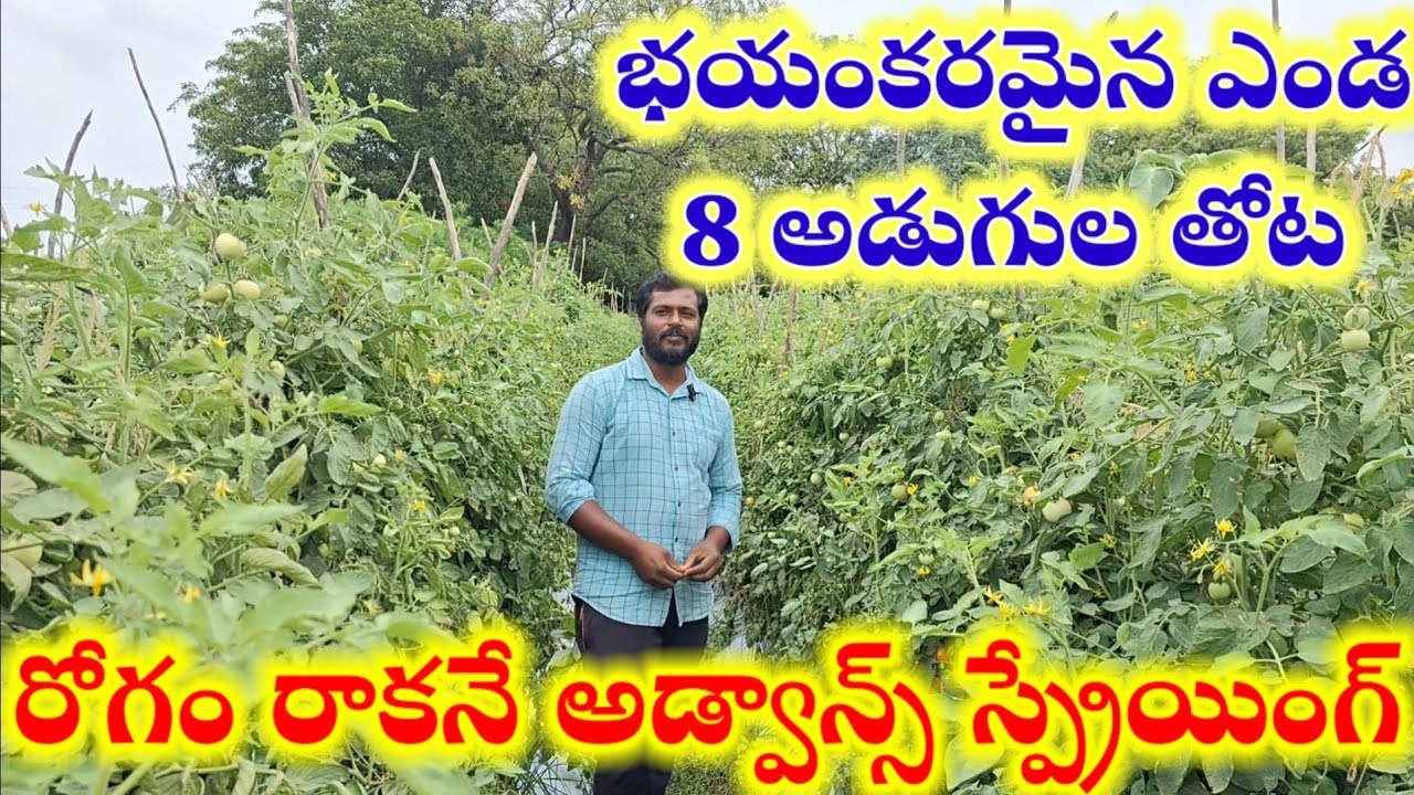 స్పేసింగ్ తగ్గించి ప్లాంటేషన్.స్టెప్ బై స్టెప్ 9 ఎకరాలు టమోటా.Tamota cultivation in summer Telugulo