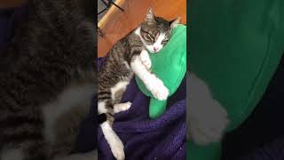 Bazi Hikayelerde Misafir Olan Kızımız Safinazı Tanıyorsunuz Dün Akşam Yoğun Bakımda Vefat Etti