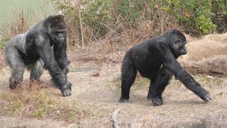 Ai snuggles up to Shabani. Higashiyama Zoo Gorilla 202601 - YouTube