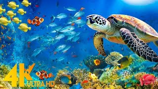 Aquarium 4K VIDEO (ULTRA HD) 🐠 Beautiful Coral Reef Fish - Relaxing Sleep Meditation Music #4