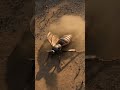 Little People vs. Giant Hornet: The Final Shot! #epicbattle #survival