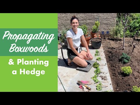 How to Propagate Boxwoods and Create a Hedge